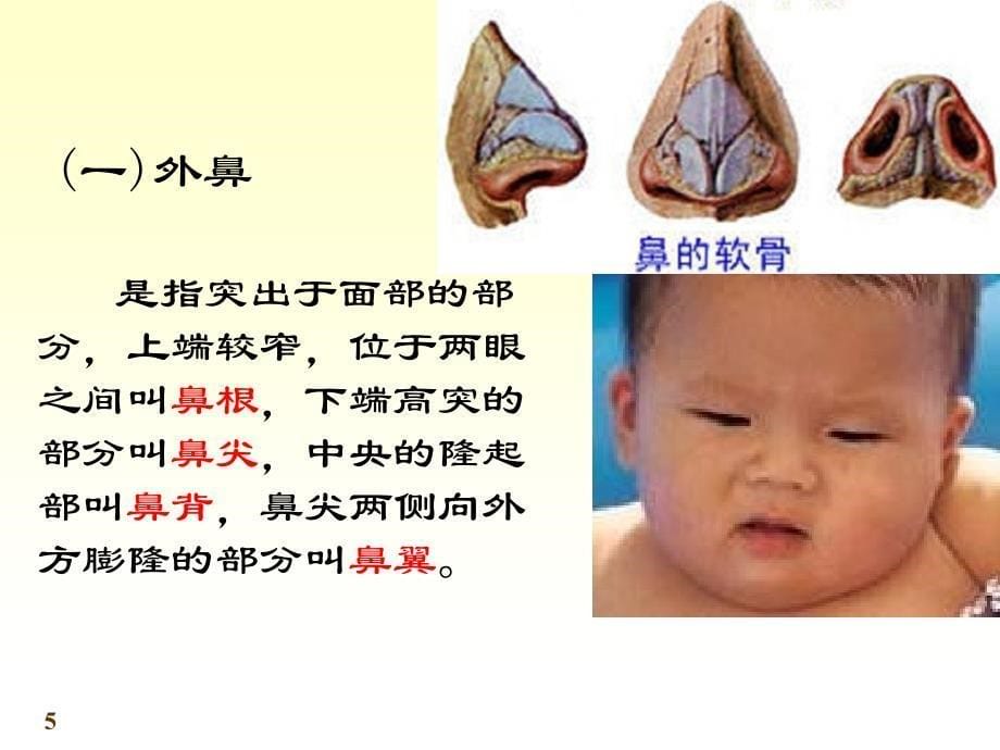 系统解剖学呼吸系统ppt课件.ppt_第5页