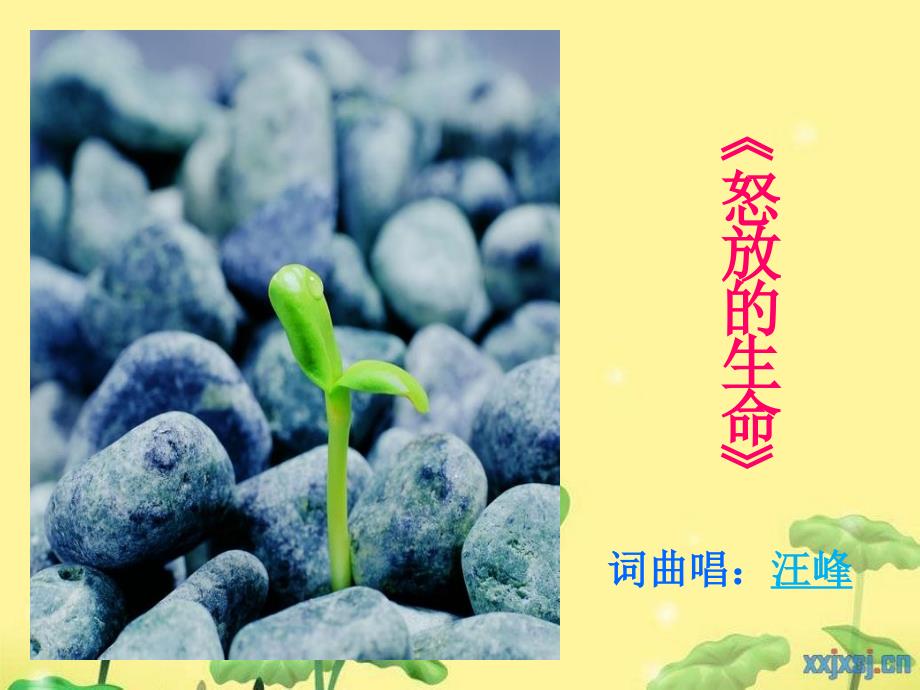 《怒放的生命》_第1页