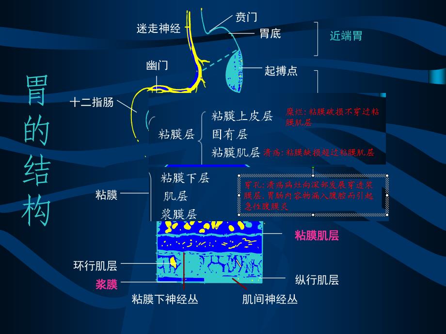 消化性溃疡的药物治疗1229课件_第4页