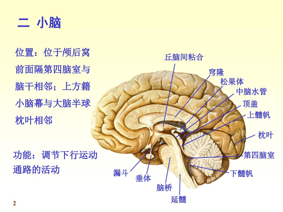 chapter173小脑间脑_第2页