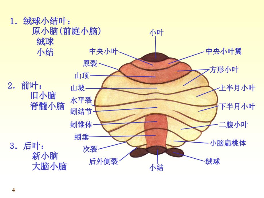 chapter173小脑间脑_第4页