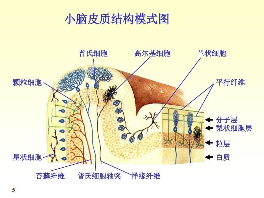 chapter173小脑间脑_第5页