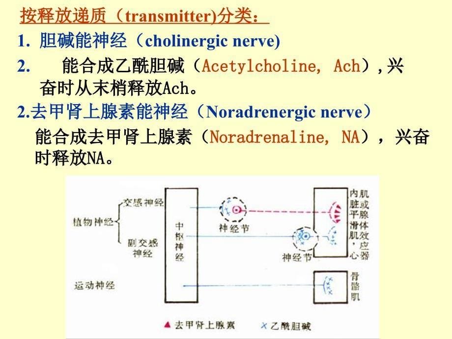 外周神经系统药理_第5页