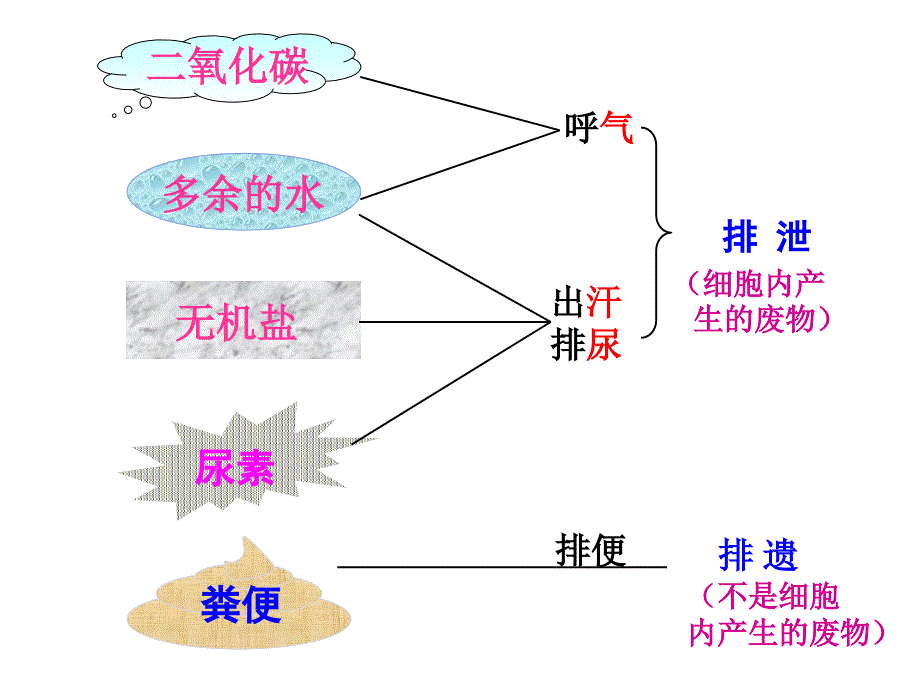 《尿液的形成和排出》PPT课件_第2页