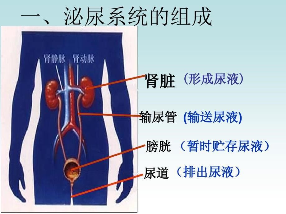 《尿液的形成和排出》PPT课件_第5页