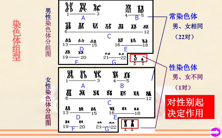 性染色体和伴性遗传PPT课件_第4页