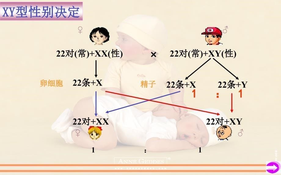 性染色体和伴性遗传PPT课件_第5页