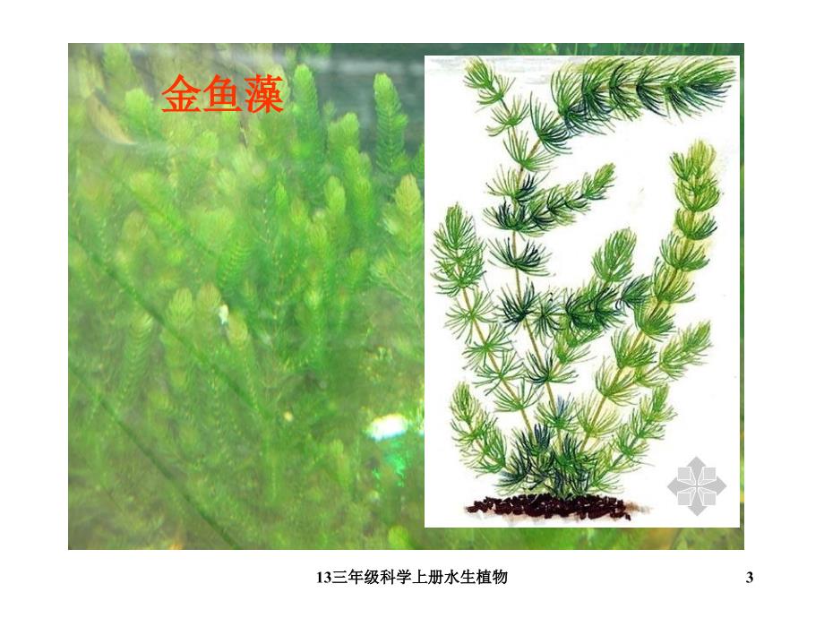 三年级科学上册水生植物课件_第3页