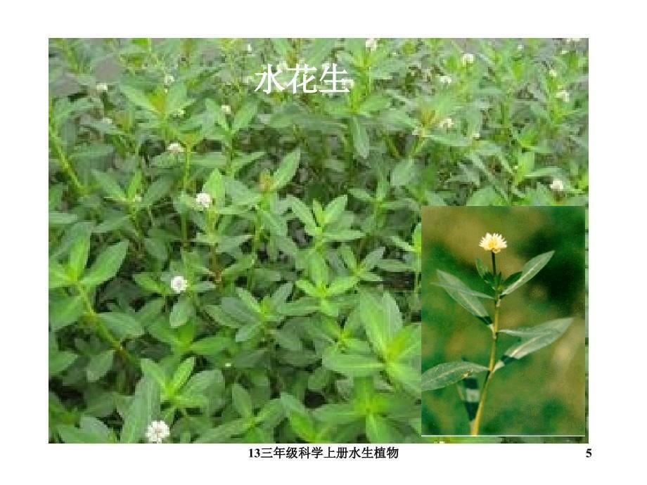 三年级科学上册水生植物课件_第5页