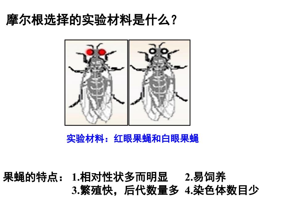 摩尔根和他的果蝇杂交实验_第3页