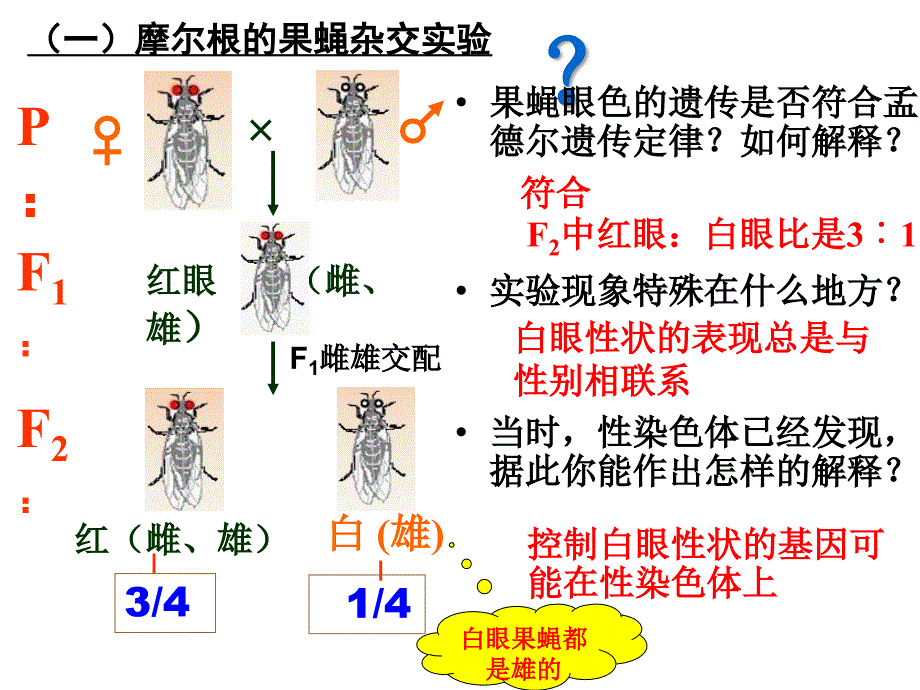 摩尔根和他的果蝇杂交实验_第4页