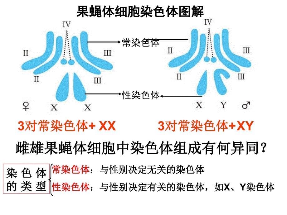 摩尔根和他的果蝇杂交实验_第5页