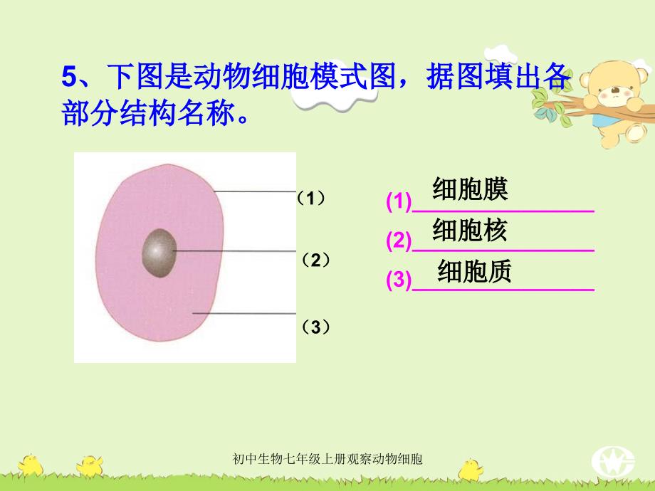 初中生物七年级上册观察动物细胞课件_第4页