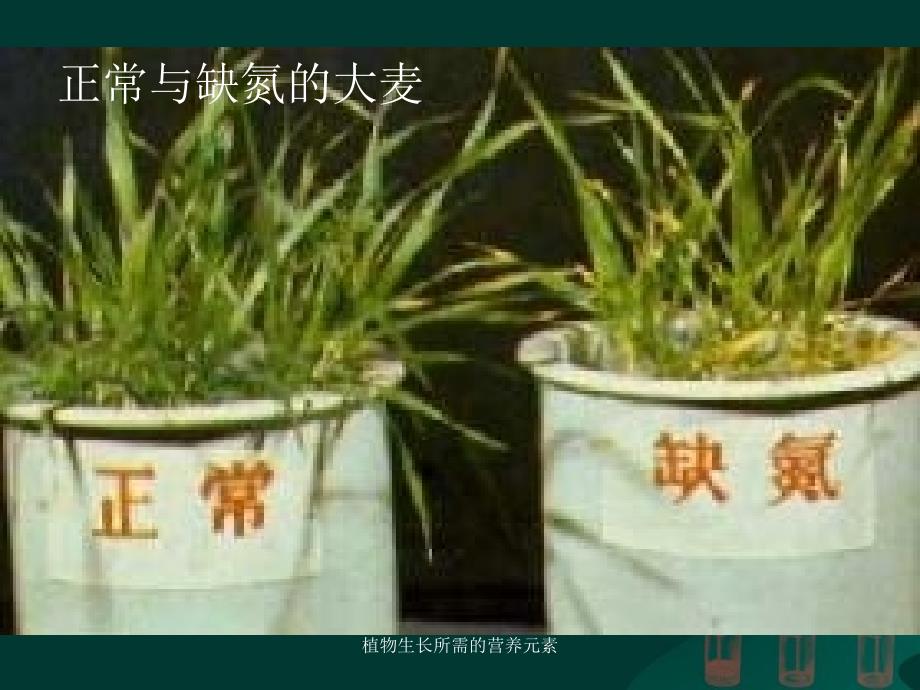 植物生长所需的营养元素课件_第3页