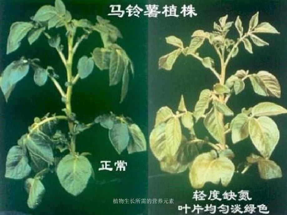 植物生长所需的营养元素课件_第5页