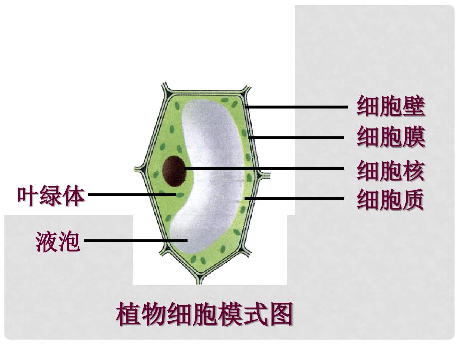 七年级生物上册 2.2.1细胞的生活需要物质和能量课件 人教新课标版_第1页