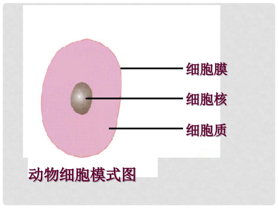 七年级生物上册 2.2.1细胞的生活需要物质和能量课件 人教新课标版_第2页