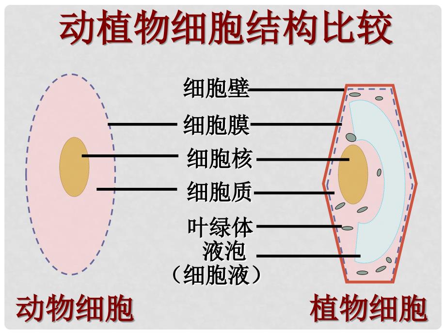 七年级生物上册 2.2.1细胞的生活需要物质和能量课件 人教新课标版_第3页