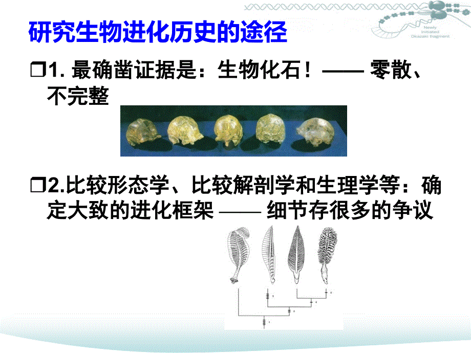 分子进化与系统发育分析ppt课件_第4页