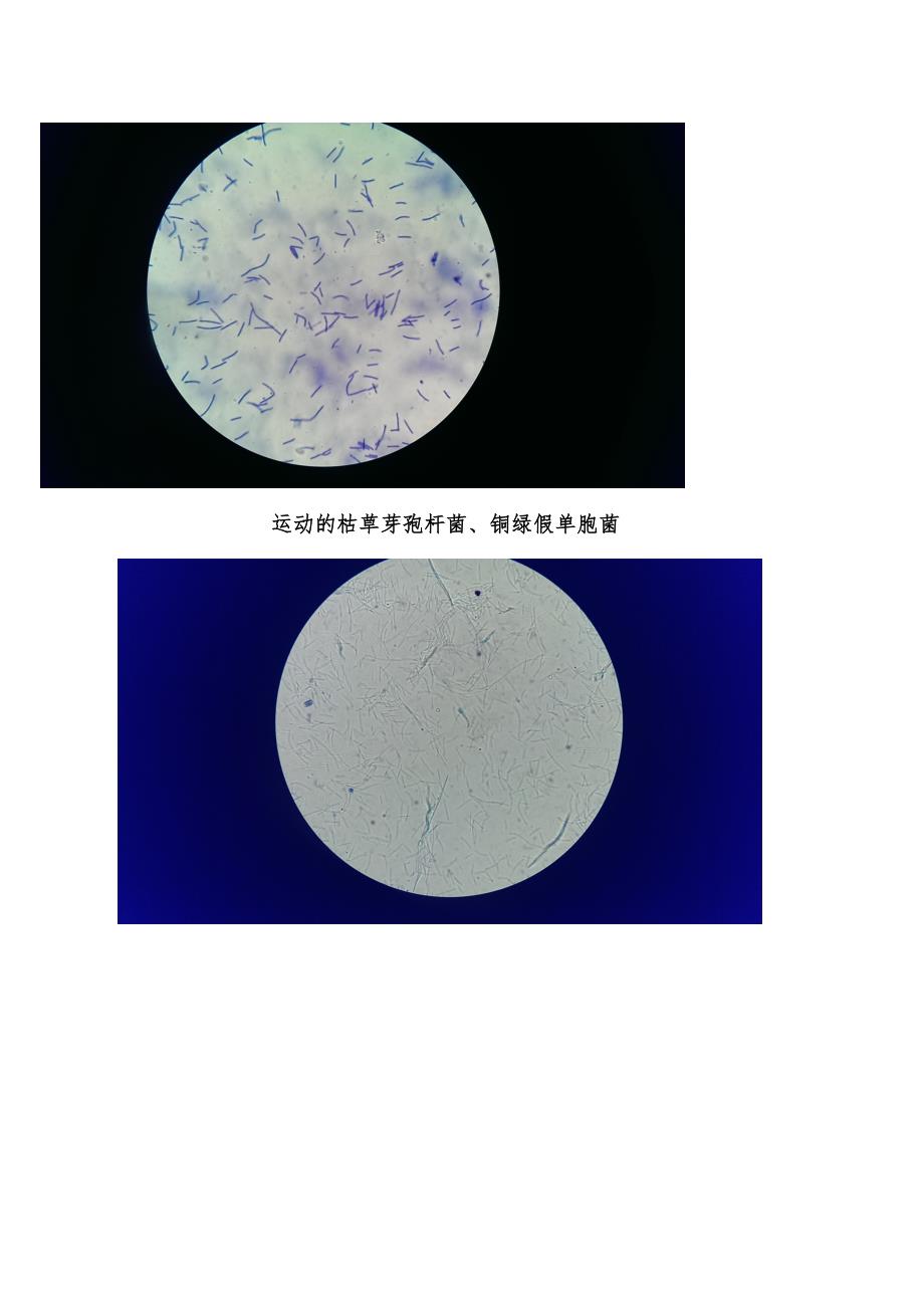 实验四-观察鞭毛菌的运动、细菌鞭毛染色_第4页