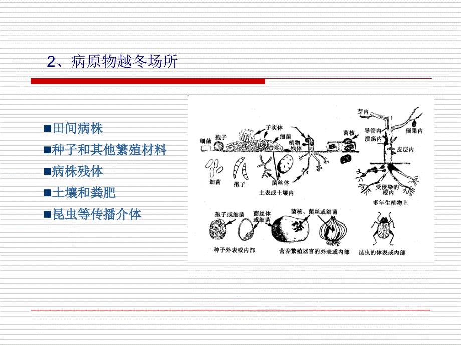 教学课件第九章病害循环_第4页