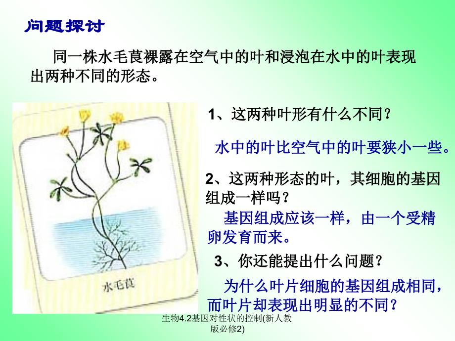 生物4.2基因对性状的控制新人教版必修2课件_第2页