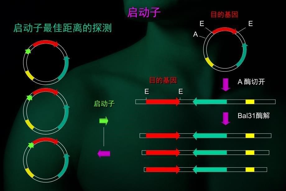 第十章微生物基因工程_第5页