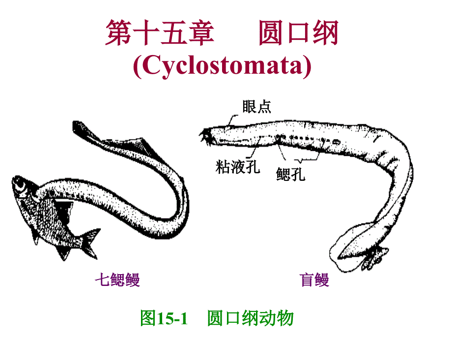 普通动物学第15章圆口纲_第1页