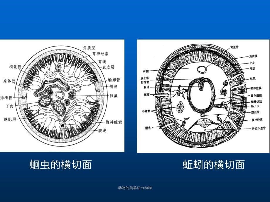 动物的类群环节动物课件_第5页