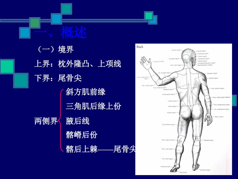 脊柱区解剖ppt课件_第3页