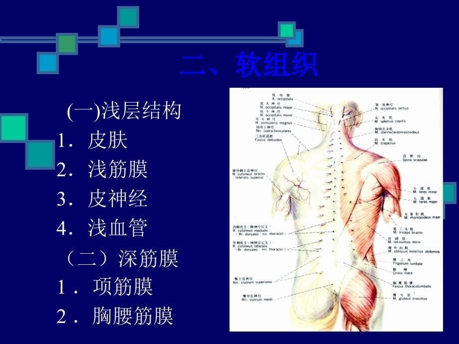 脊柱区解剖ppt课件_第5页