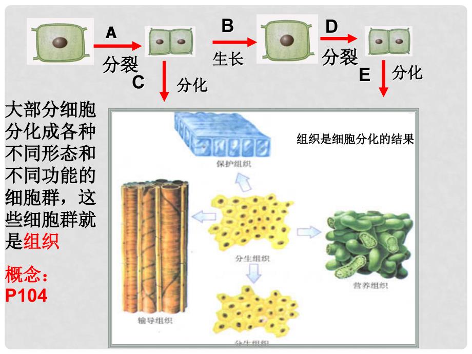 七年级科学上册 4.3《组织、器官和系统》课件1 （新版）华东师大版_第1页