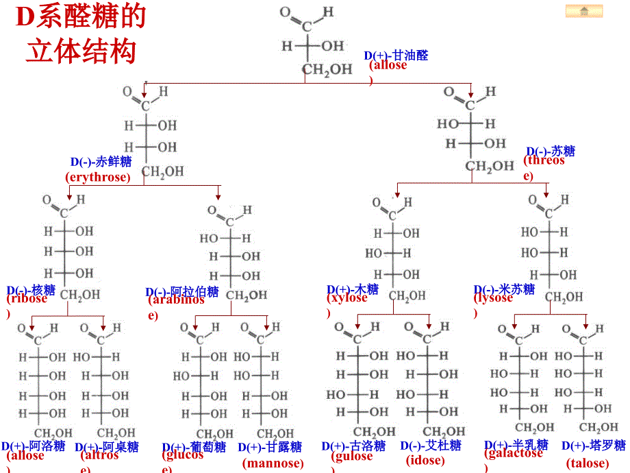 第22章糖酵解_第4页