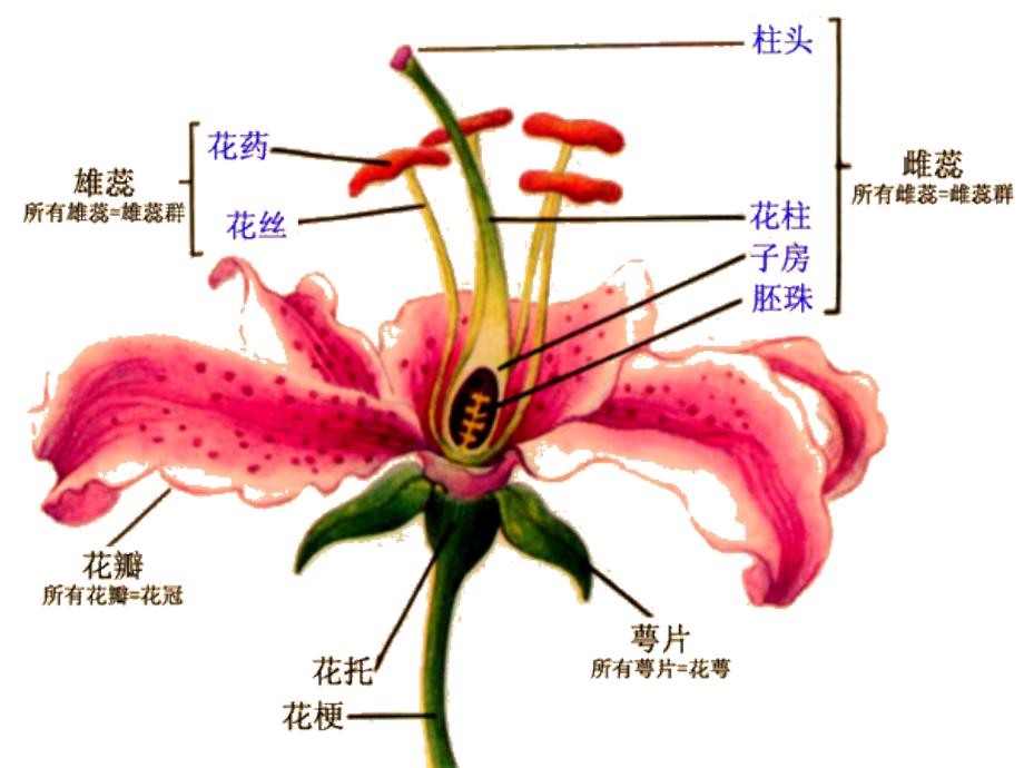 孟德尔的豌豆杂交实验(1.1)_第1页