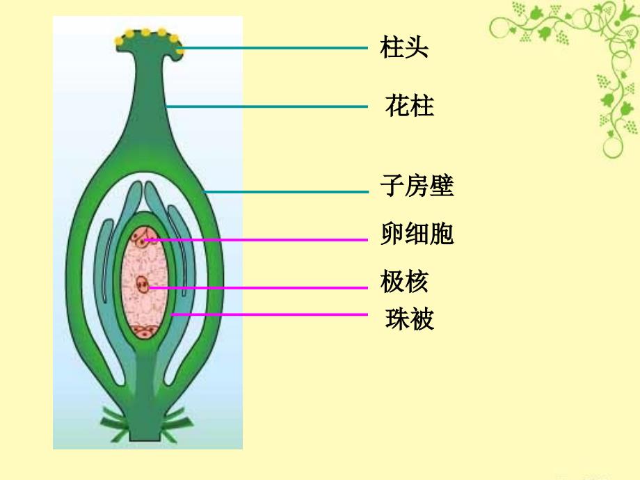 孟德尔的豌豆杂交实验(1.1)_第2页