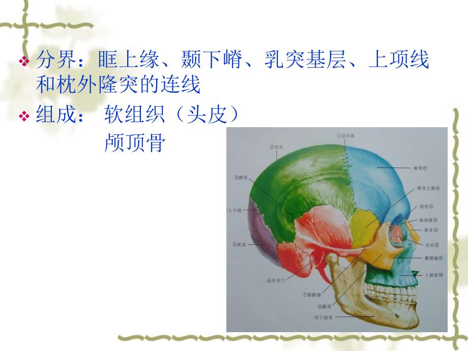 颅部局部解剖_第2页