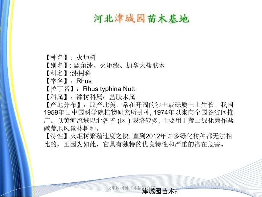 火炬树树种基本情况介绍课件_第3页