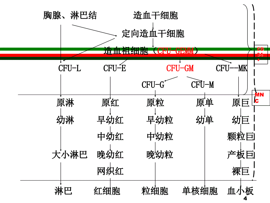 自体造血干细胞移植术医学PPT课件_第4页