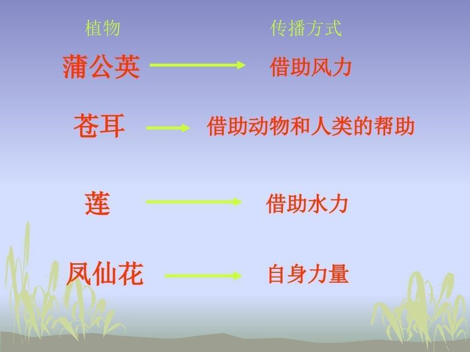 《种子的传播》课件_第5页