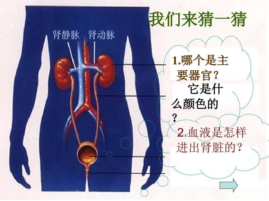 尿的形成和排出_第5页