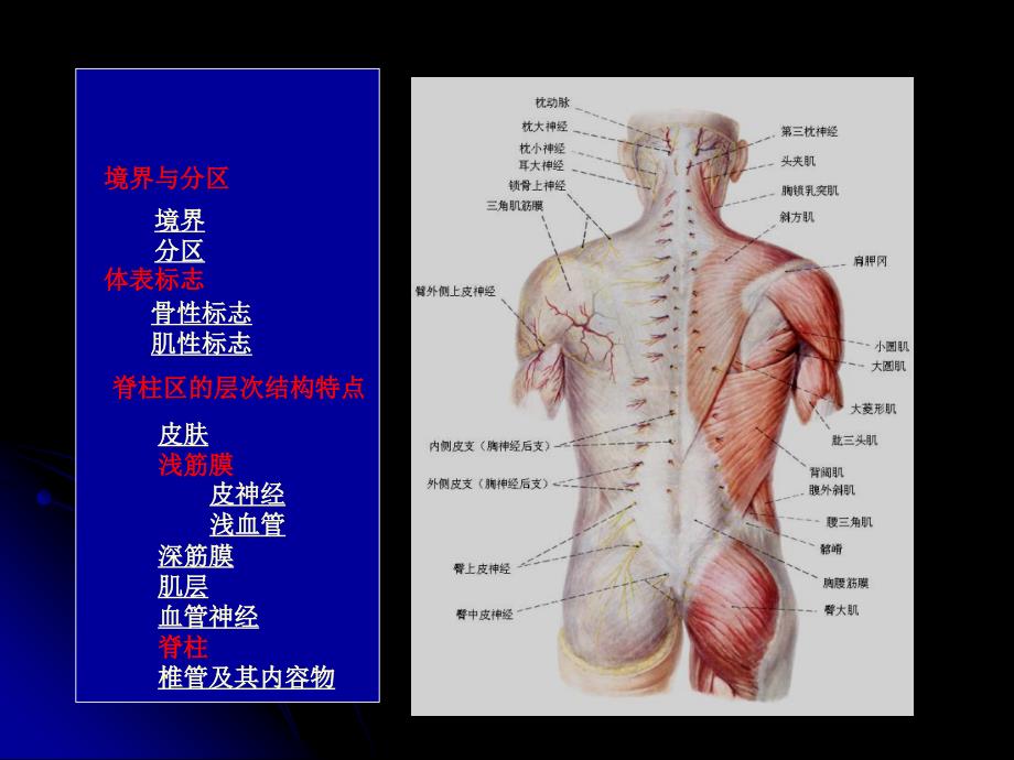 《脊柱区的解剖》PPT课件_第3页