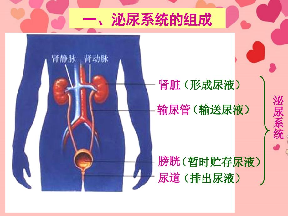 七年级生物下册第五章人体内废物的排出新人教版_第4页