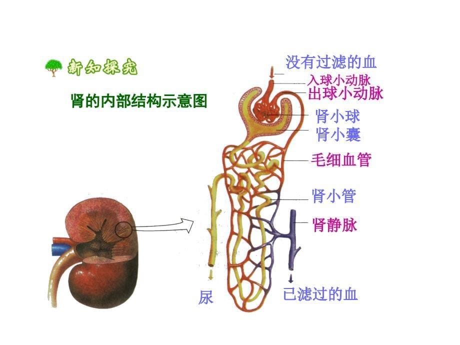 七年级生物下册第五章人体内废物的排出新人教版_第5页