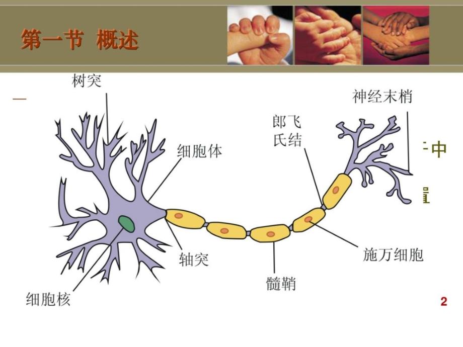 周围神经损伤患者康复课件_第2页