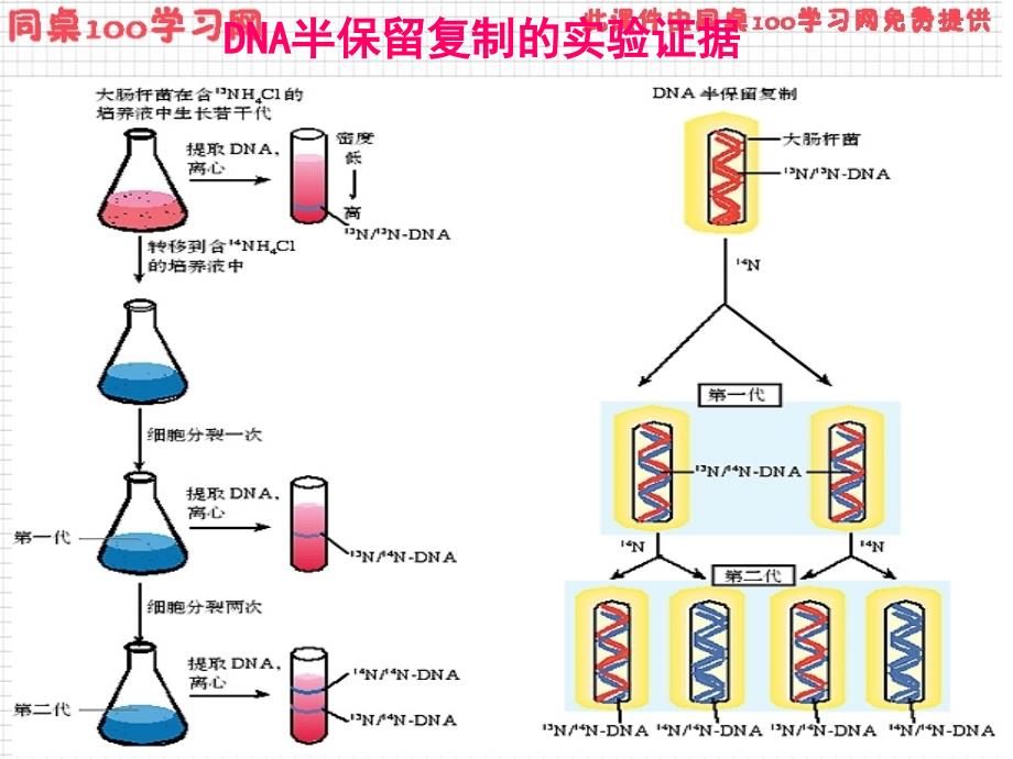 对DNA分子复制的推测_第3页