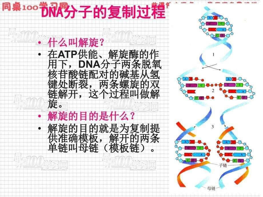 对DNA分子复制的推测_第5页