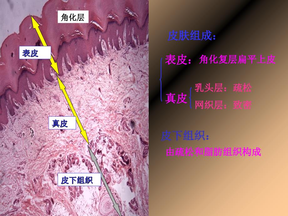 实验二结缔组织皮肤_第2页