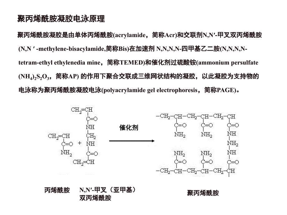 酶谱法检测血清中基质金属蛋白酶MMP2和MMP9活性课件_第5页