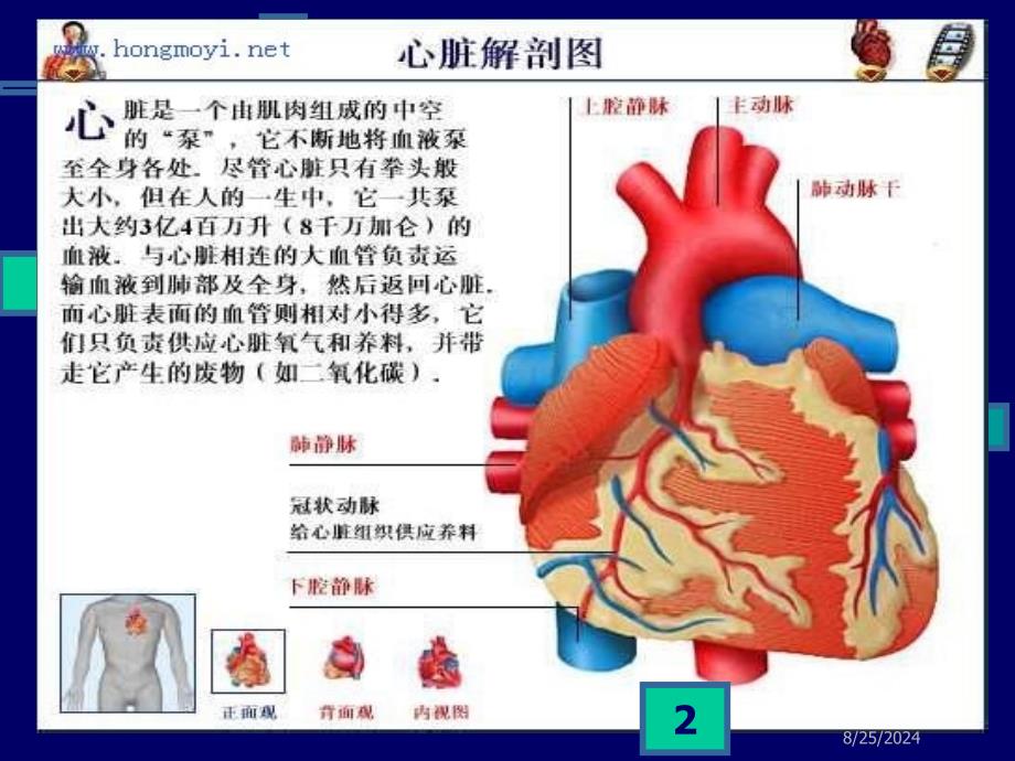 心血管系统药PPT课件_第2页