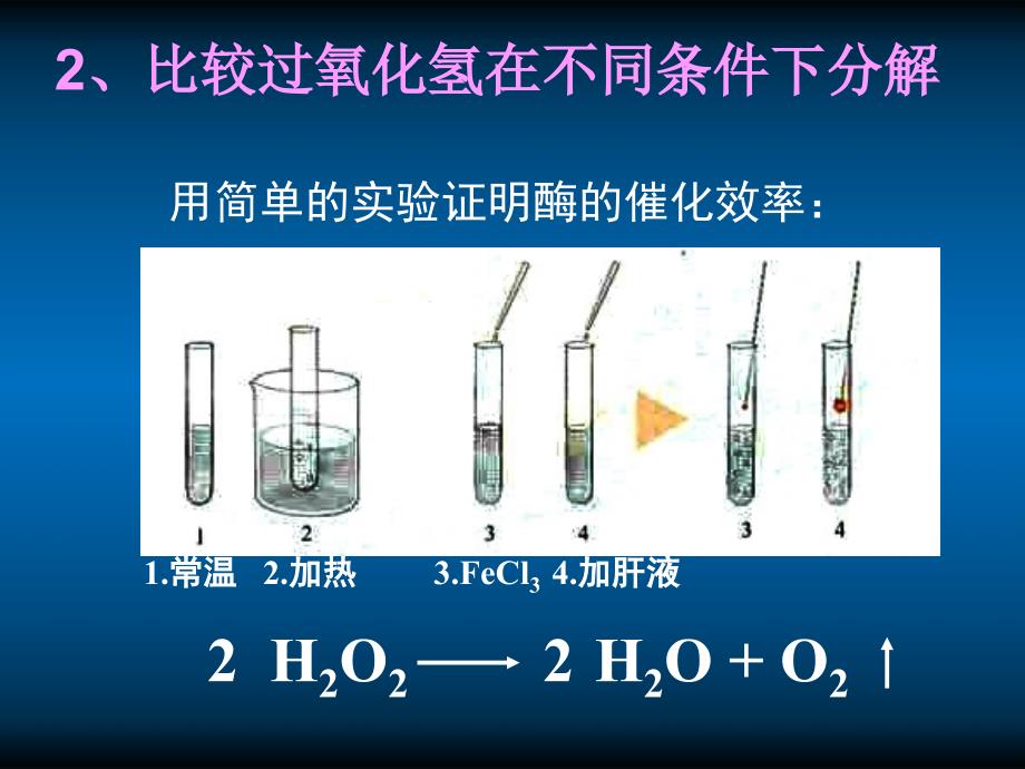 51降低化学反应活化能的酶课件_第4页